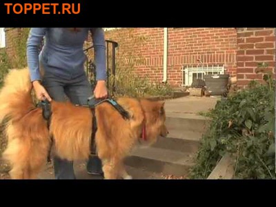 PetSafe   ,   CareLift (,  2)