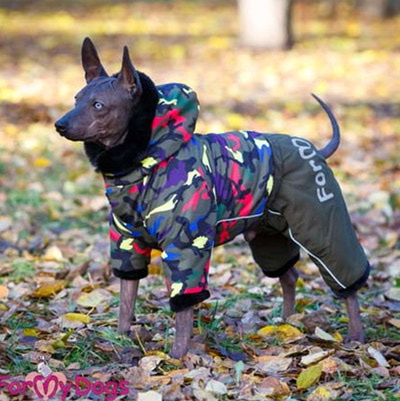 ForMyDogs       , ,   ,  20 (,  1)
