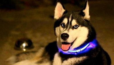   Pet Collar   , 3  (,  2)