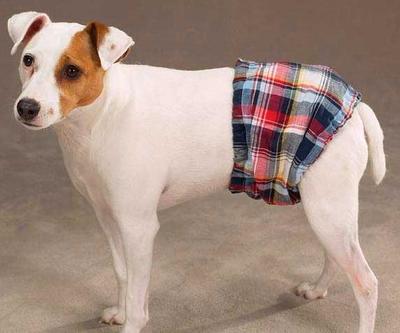  CleanGoPet   , ,  L (,  1)