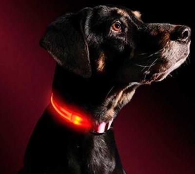   Pet Collar   , 3  ()