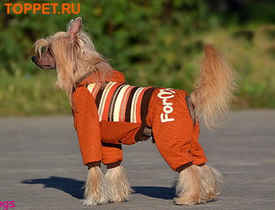 ForMyDogs       ,  ,  10 ()