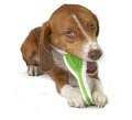 Petstages    Finity Dental Chew  