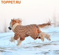 ForMyDogs -  ,   ,  10